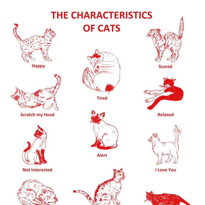 Cat Characteristics Tea Towel